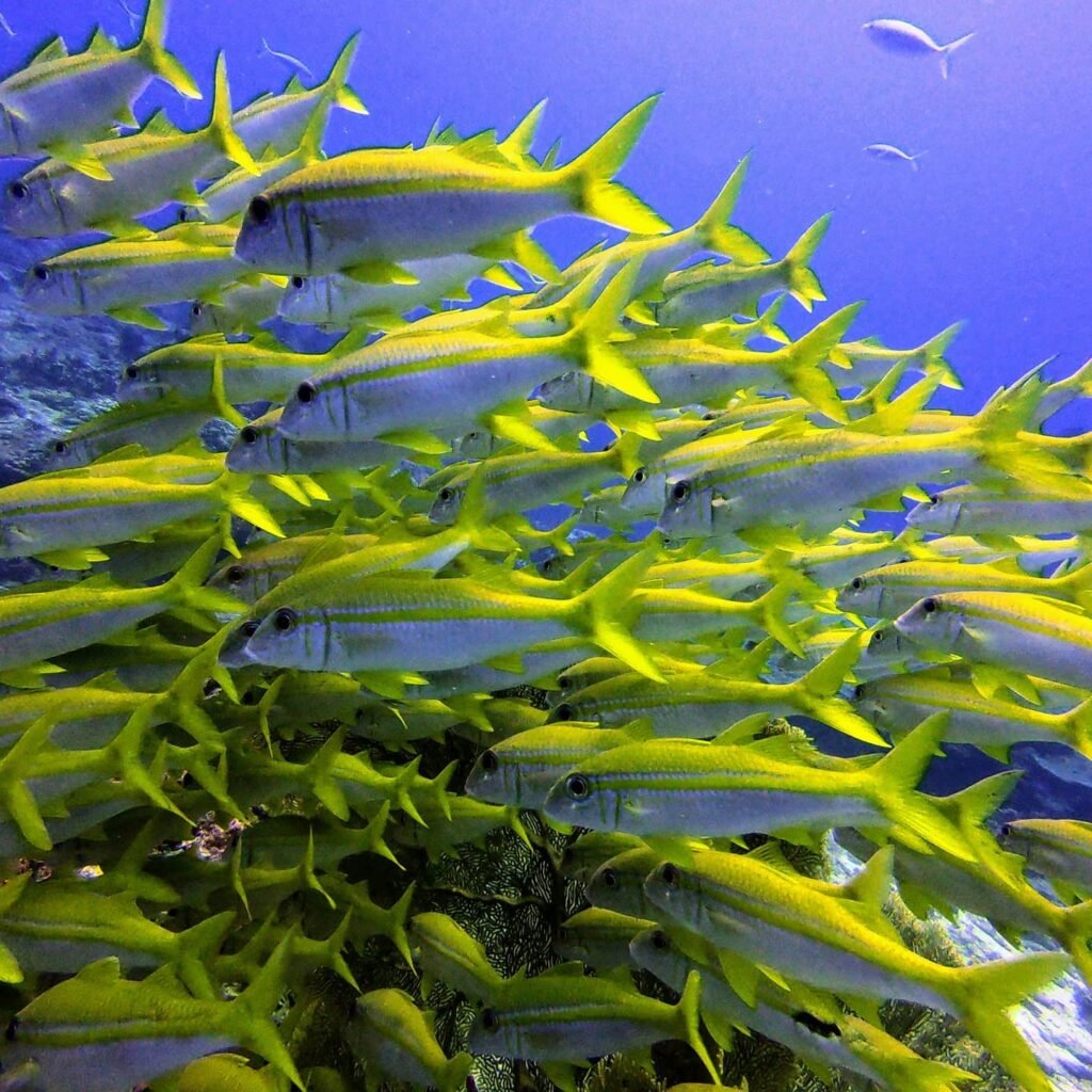 discover scuba