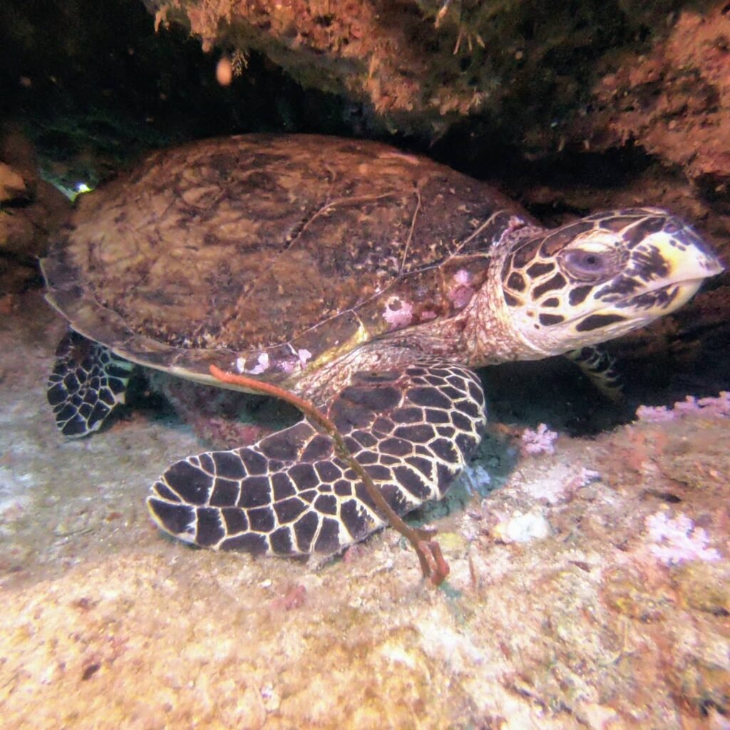 try scuba samui