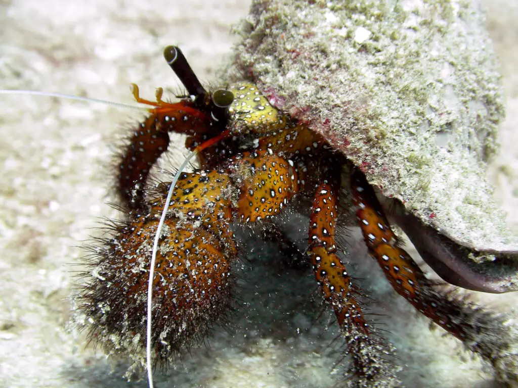 twins dive site