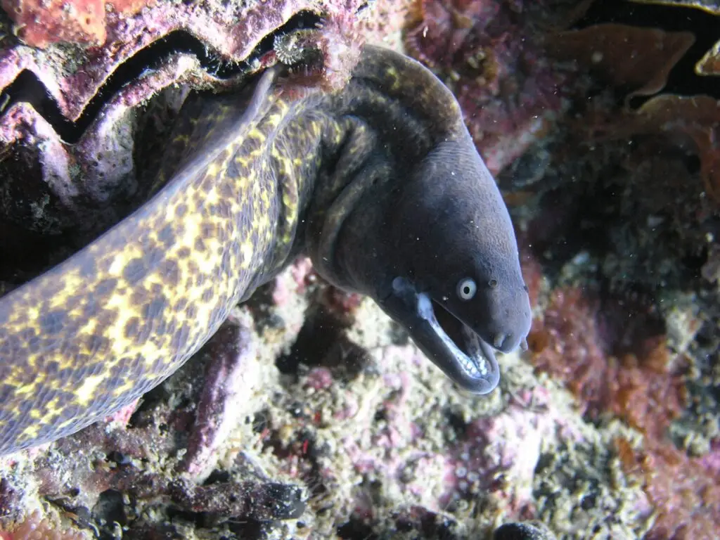 twin rock searobin