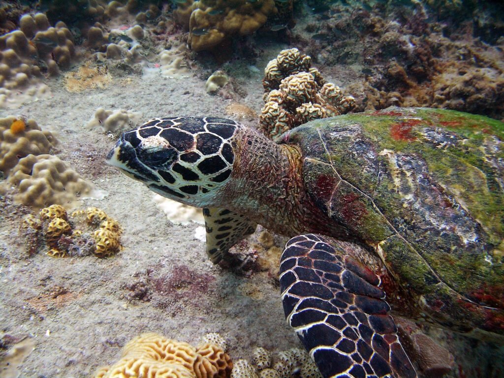 schildkröte koh tao
