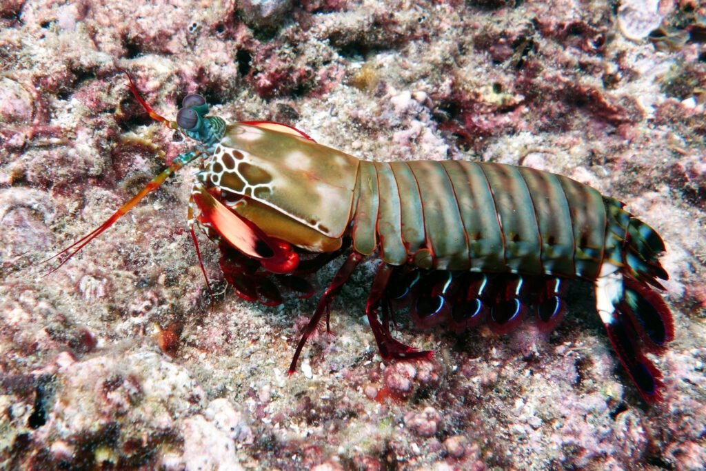 tauchplatze koh tao