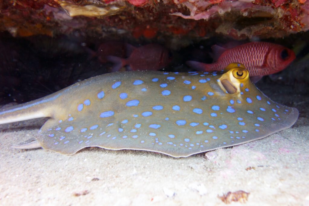 sting ray