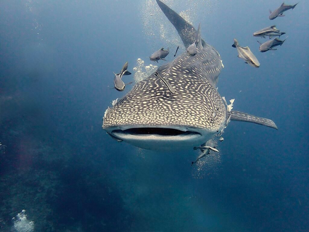 diving sail rock